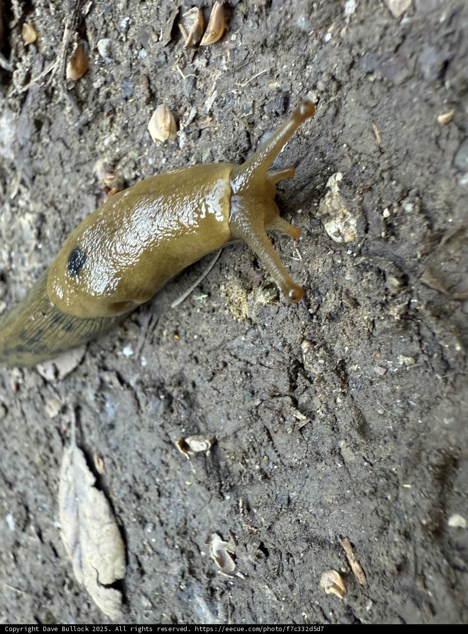 Journey of a Huckleberry Slug