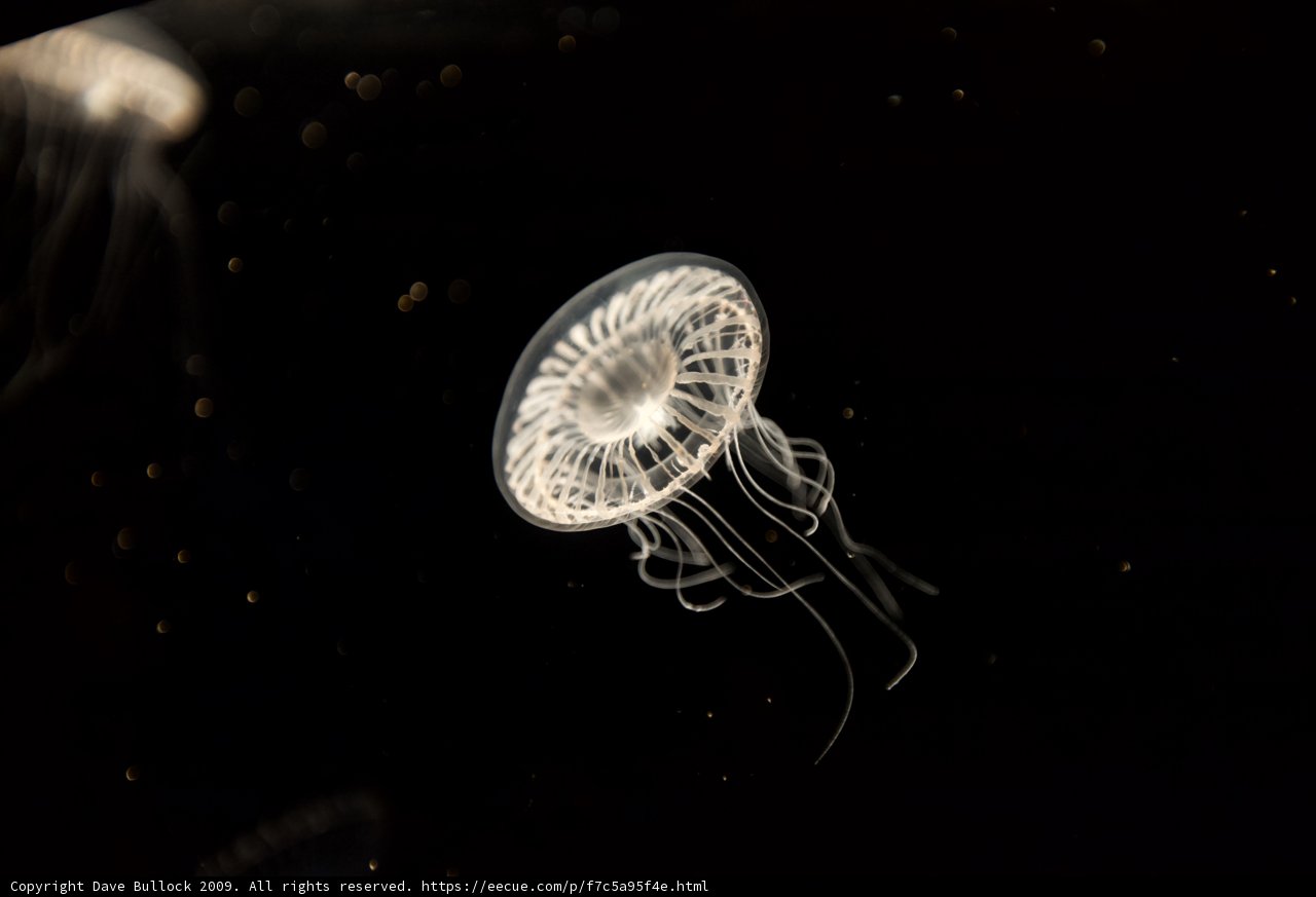 Tranquil Jellyfish