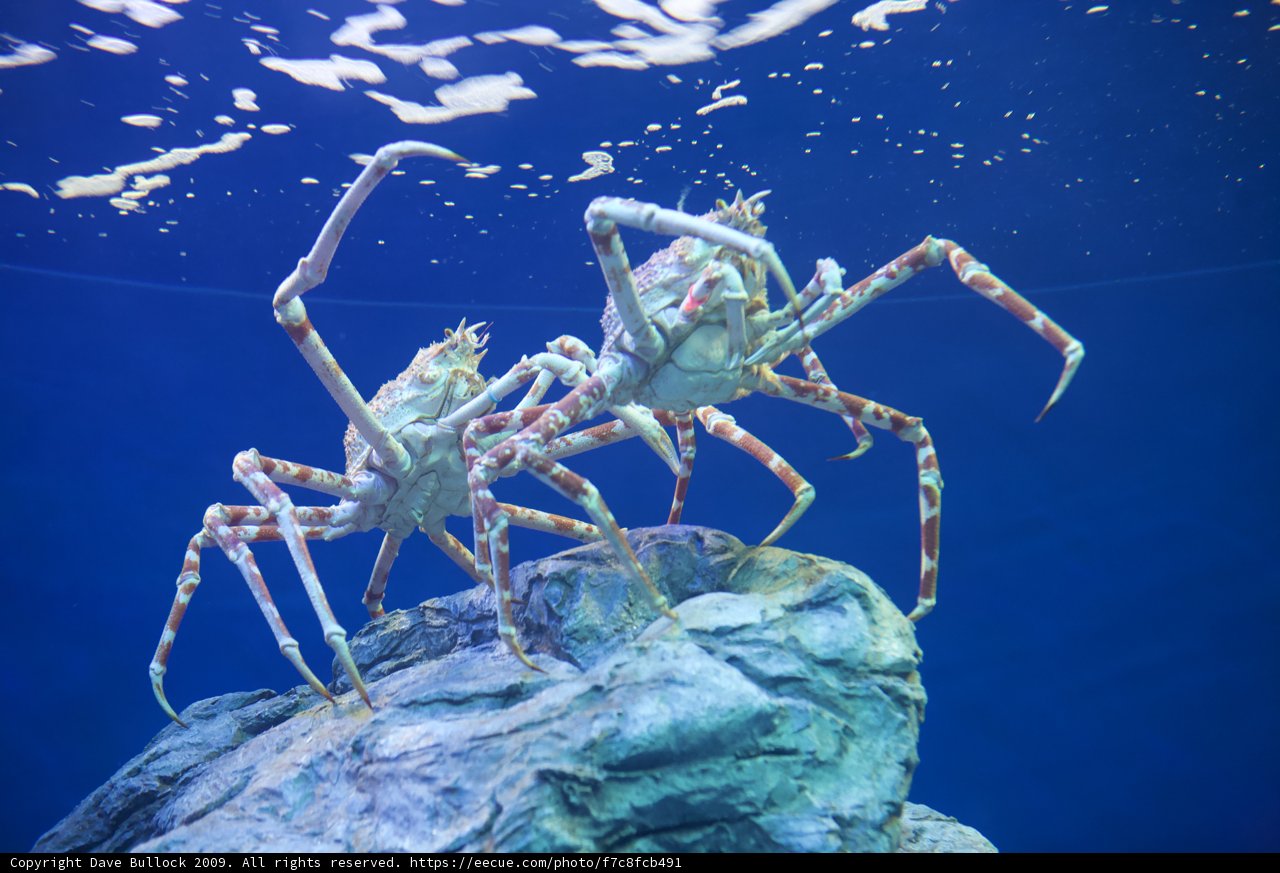 Crabby Companions