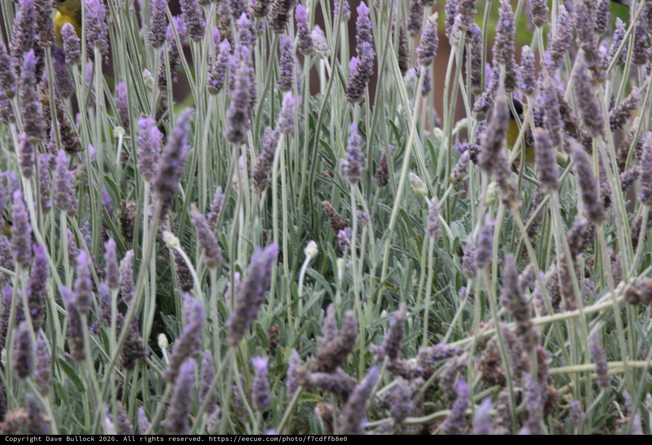 Lavender Field in Soft Focus Bloom