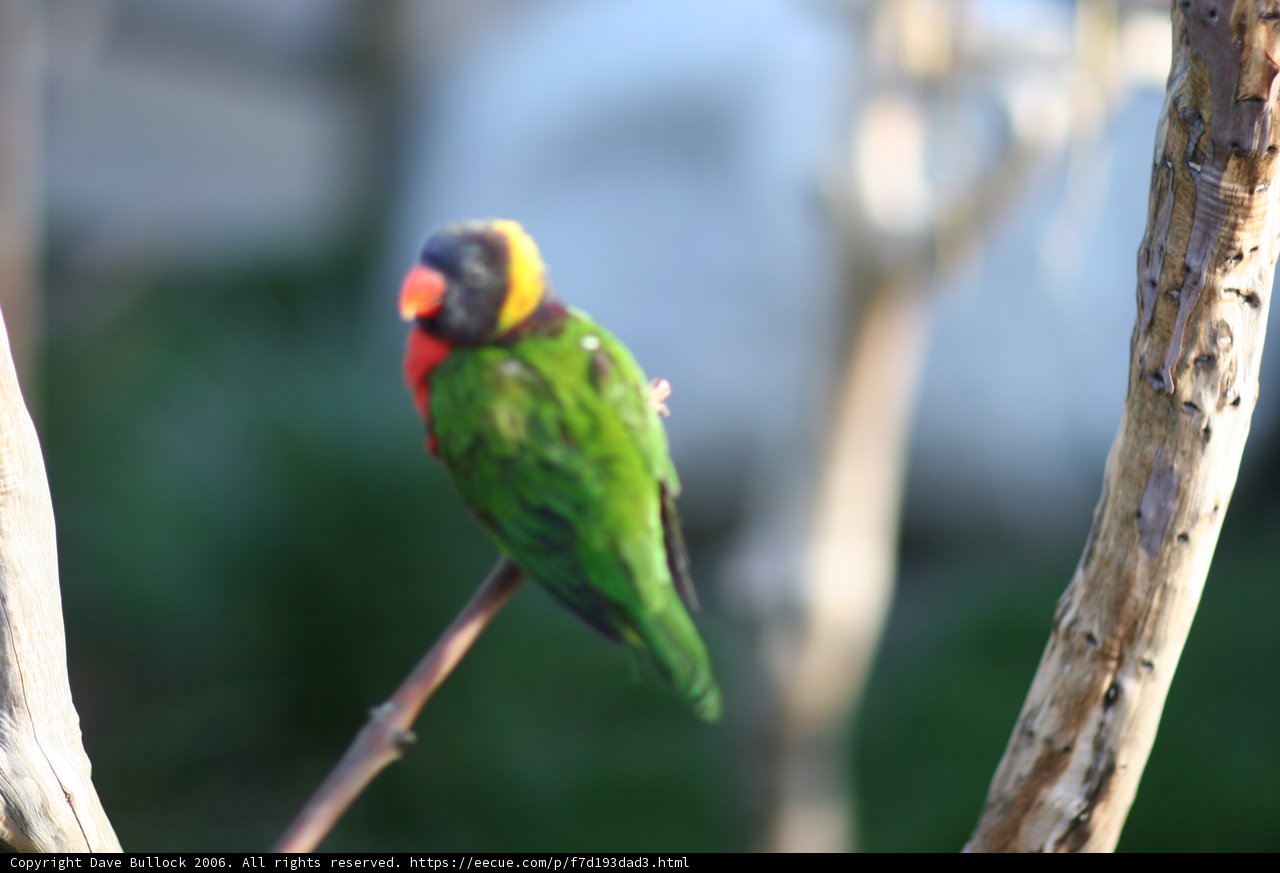 Vibrant Parakeet