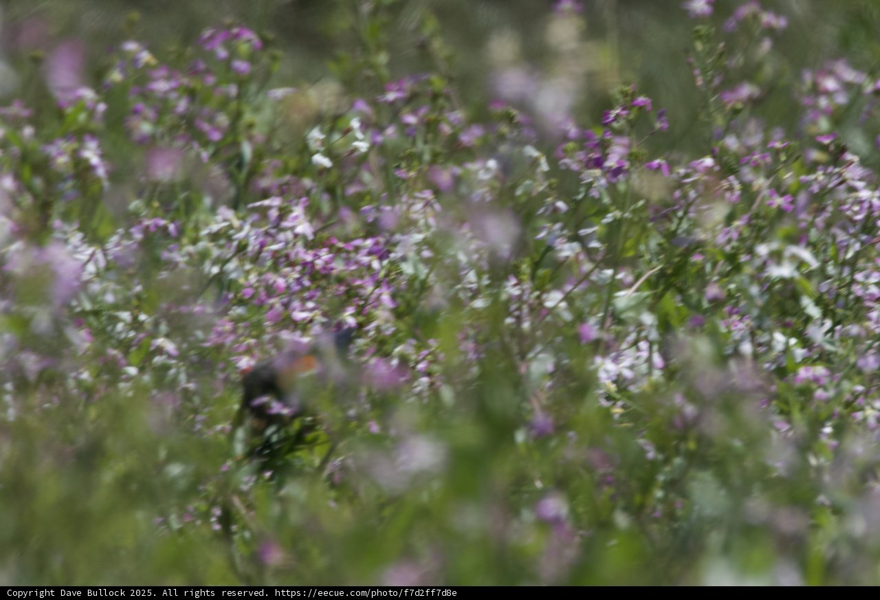 *Whispers of Spring: A Dance Among the Geraniums*