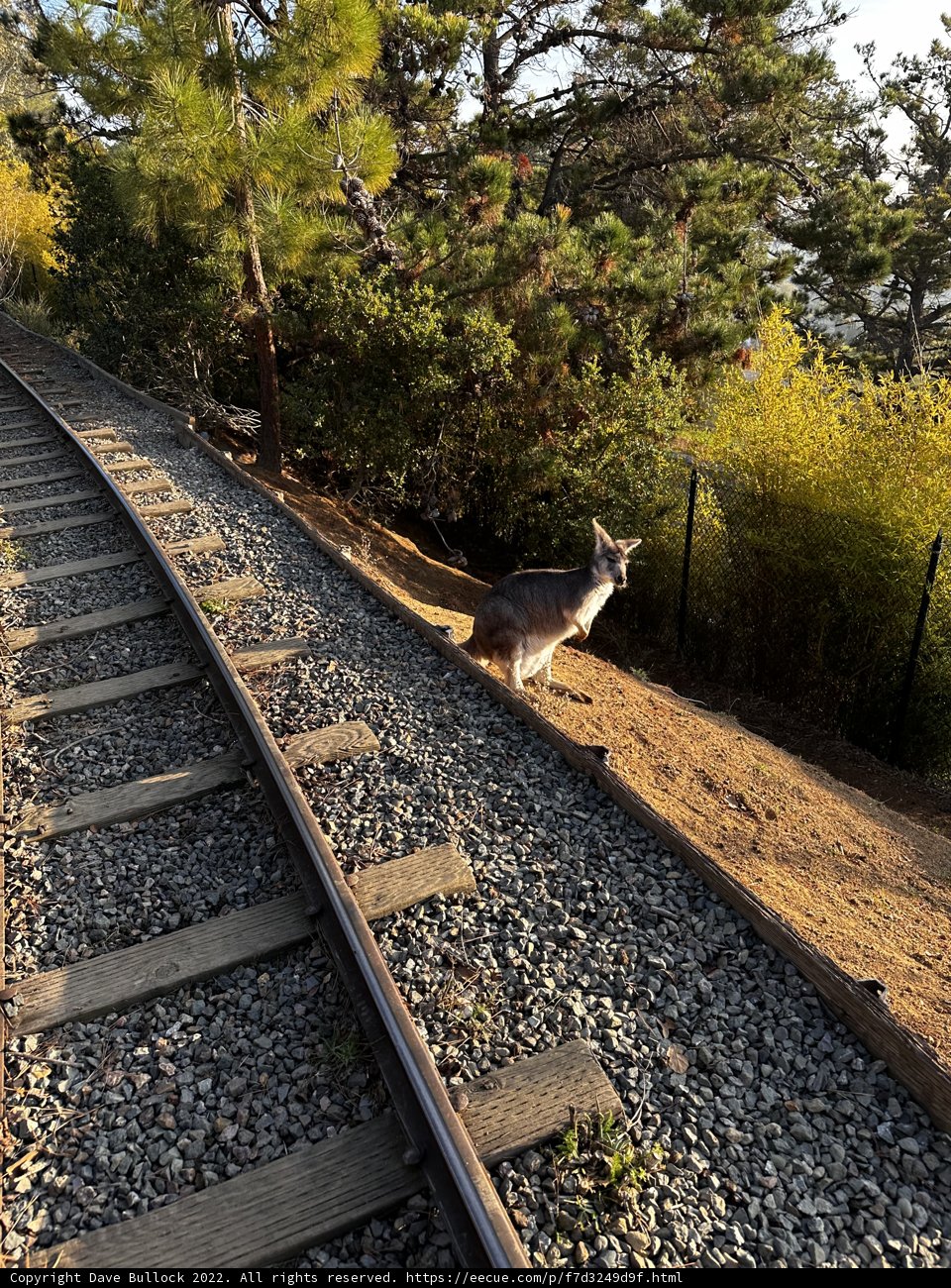 On the Tracks with Man's Best Friend