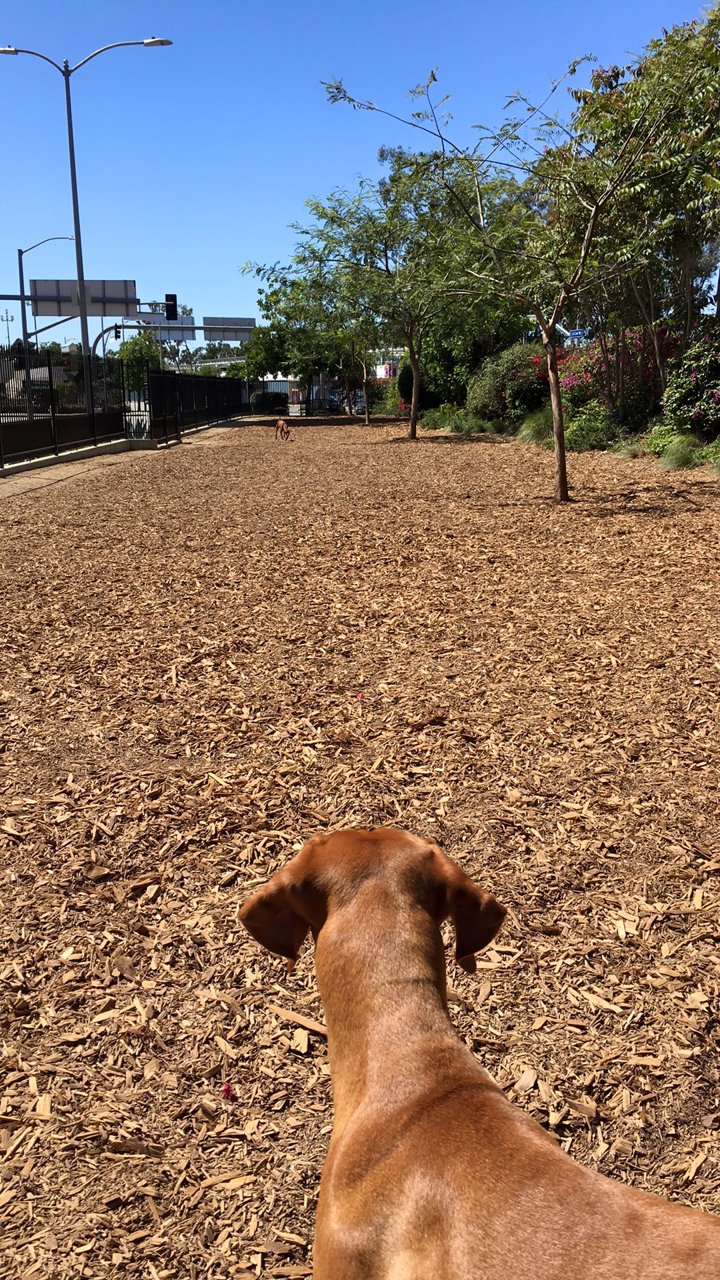 Vizsla's Gaze
