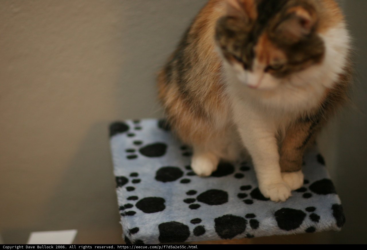 Cozy Feline Retreat