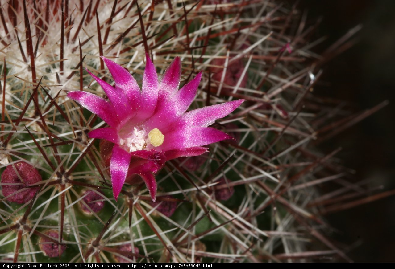 Rosy Cactus Bloom