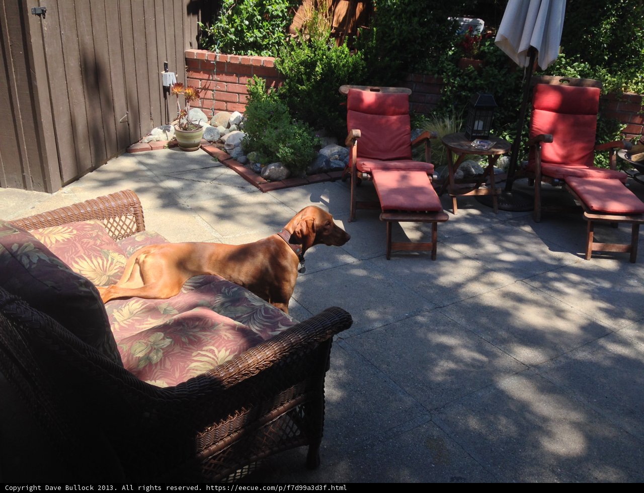 Relaxing in the Backyard