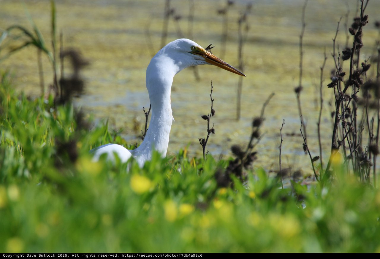Great Egret at Yolo Bypass Wetlands Waterside