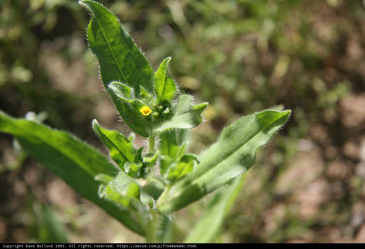 Tiny Sprout Blooms with Yellow Daisies