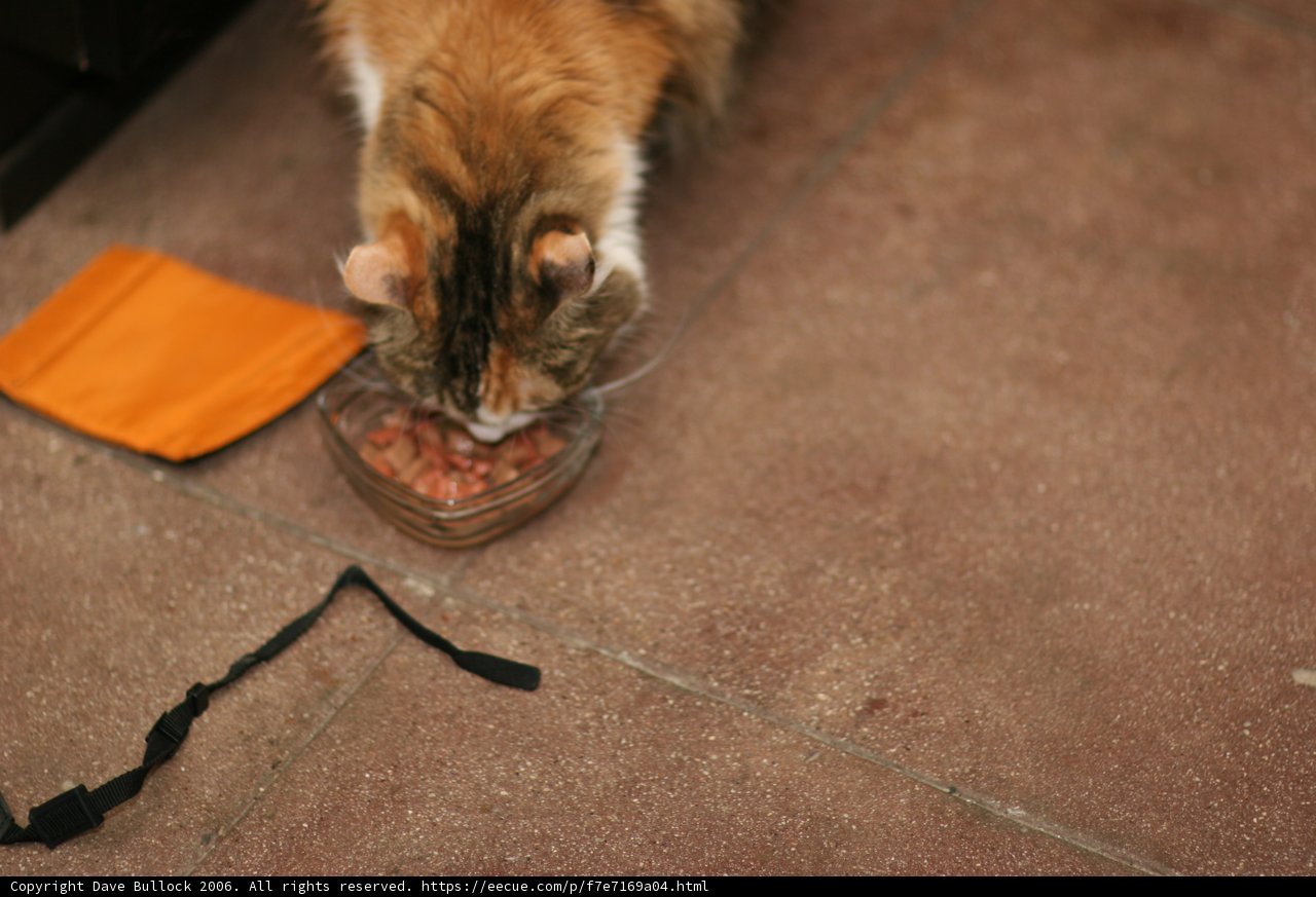 Feline Feast on Hardwood Flooring