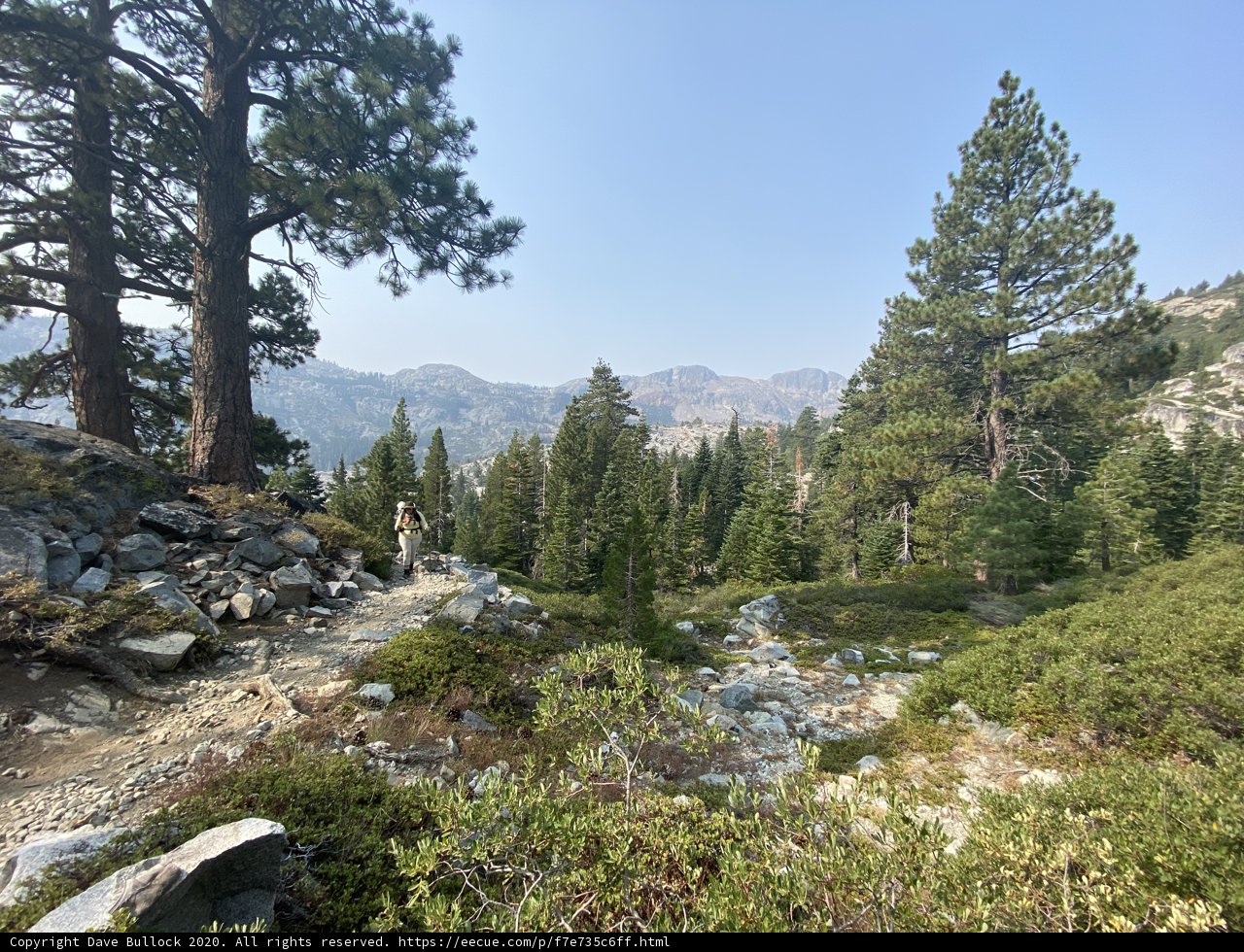 Hiking Through the Evergreen Grove