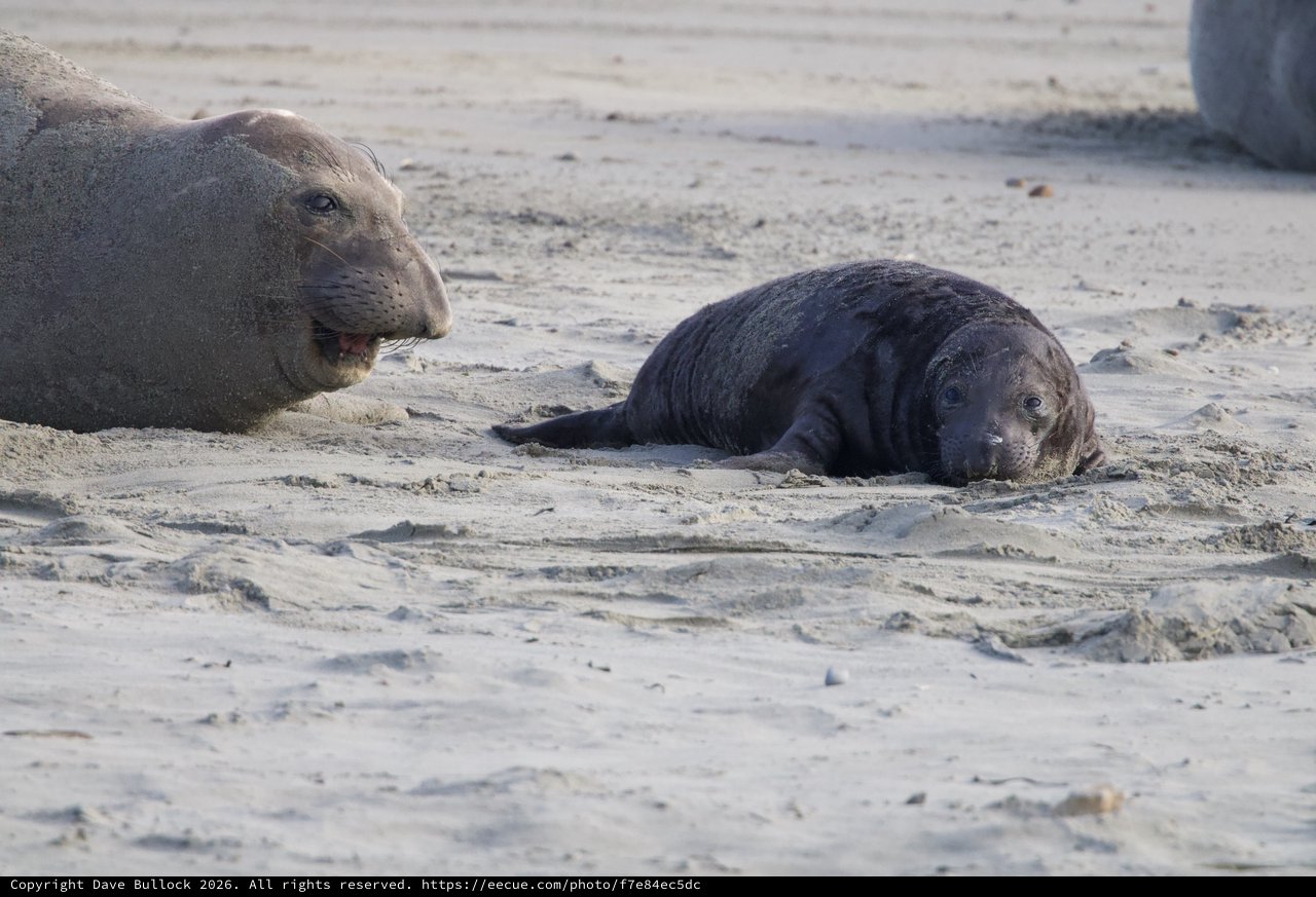 Mother Elephant Seal and Pup Resting on Sandy Beach