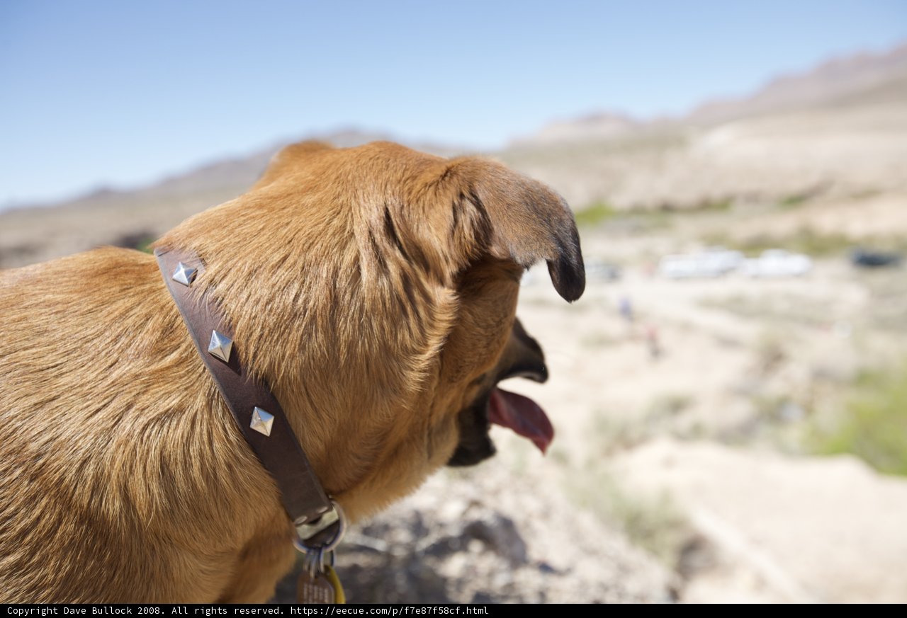 Hilltop Hound