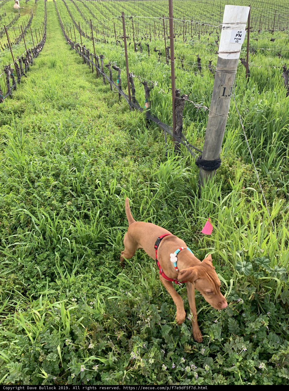 Vineyard Walks with Furry Friends