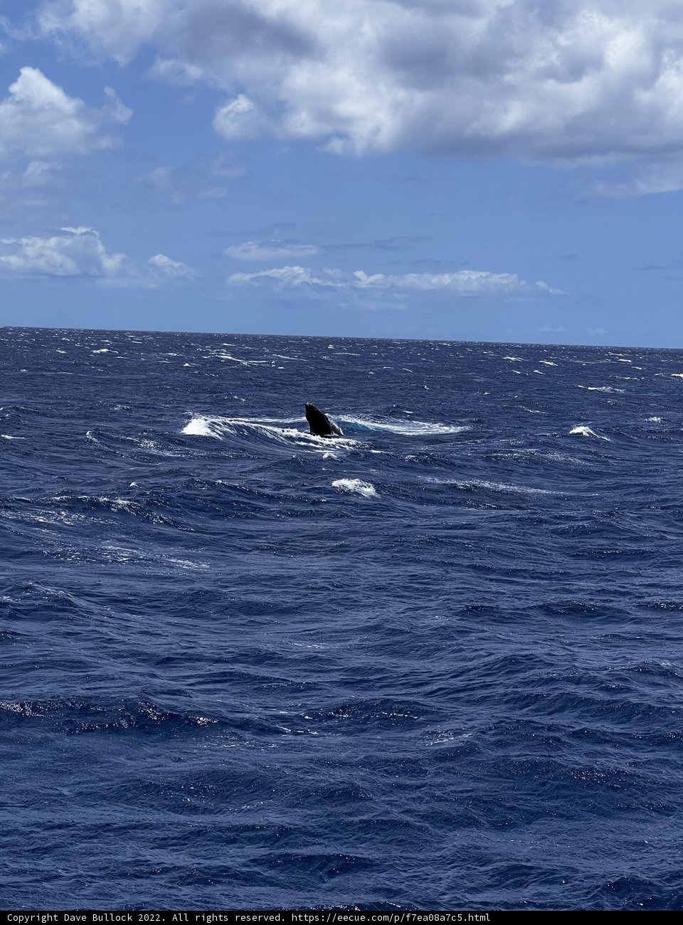 Majestic Humpback Whale in the Pacific