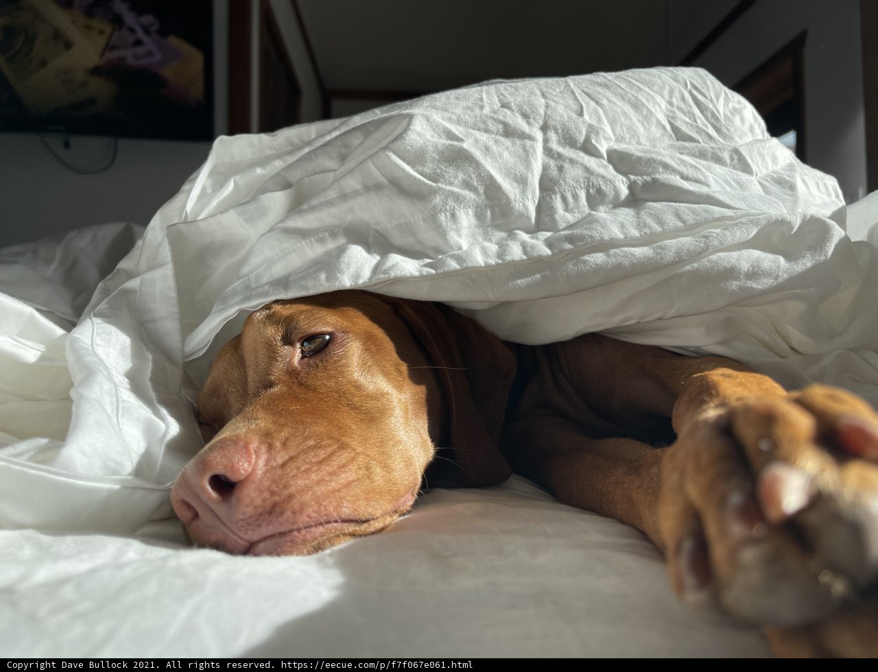 Cozy Canine