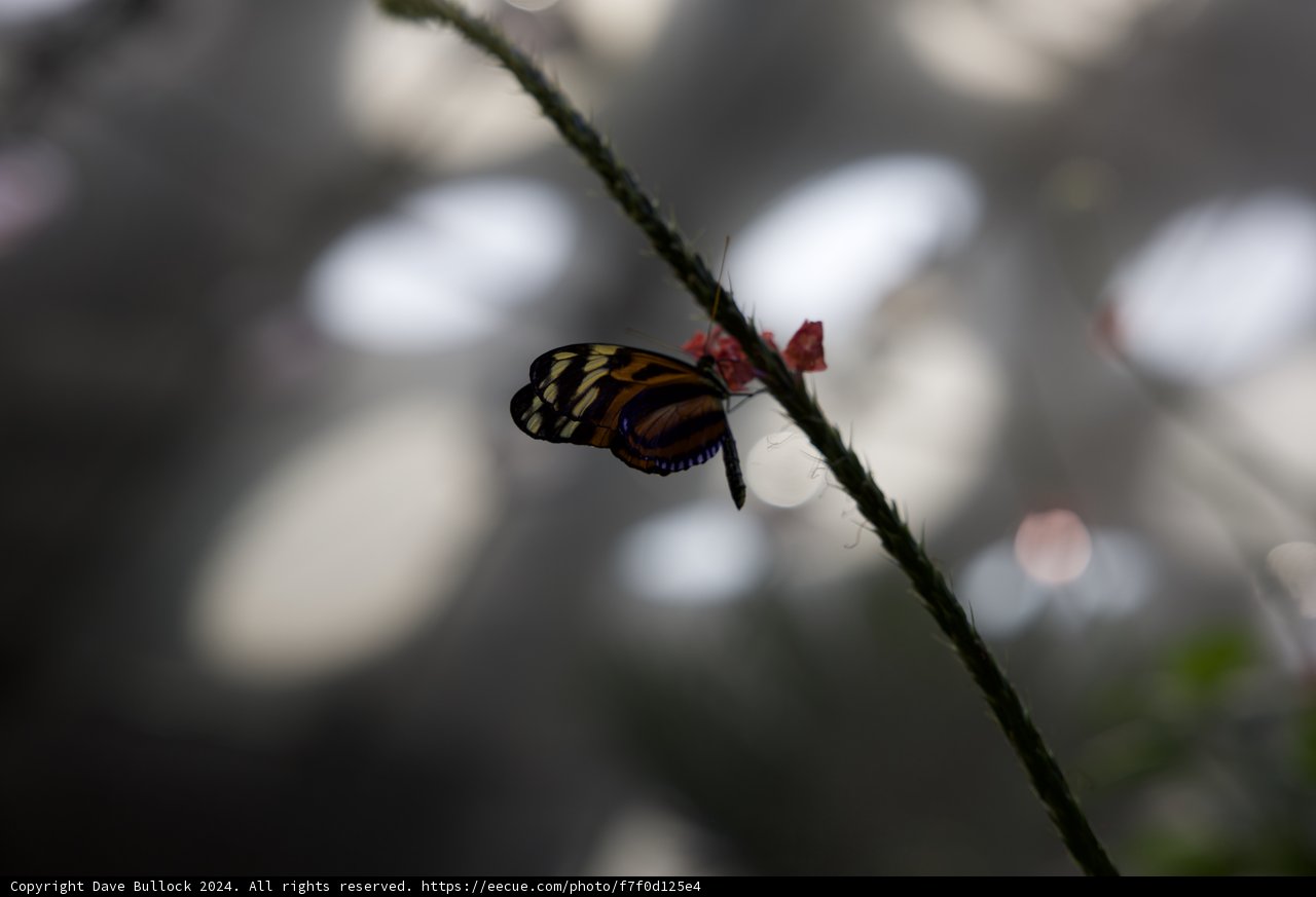 Monarch's Midnight Sonata