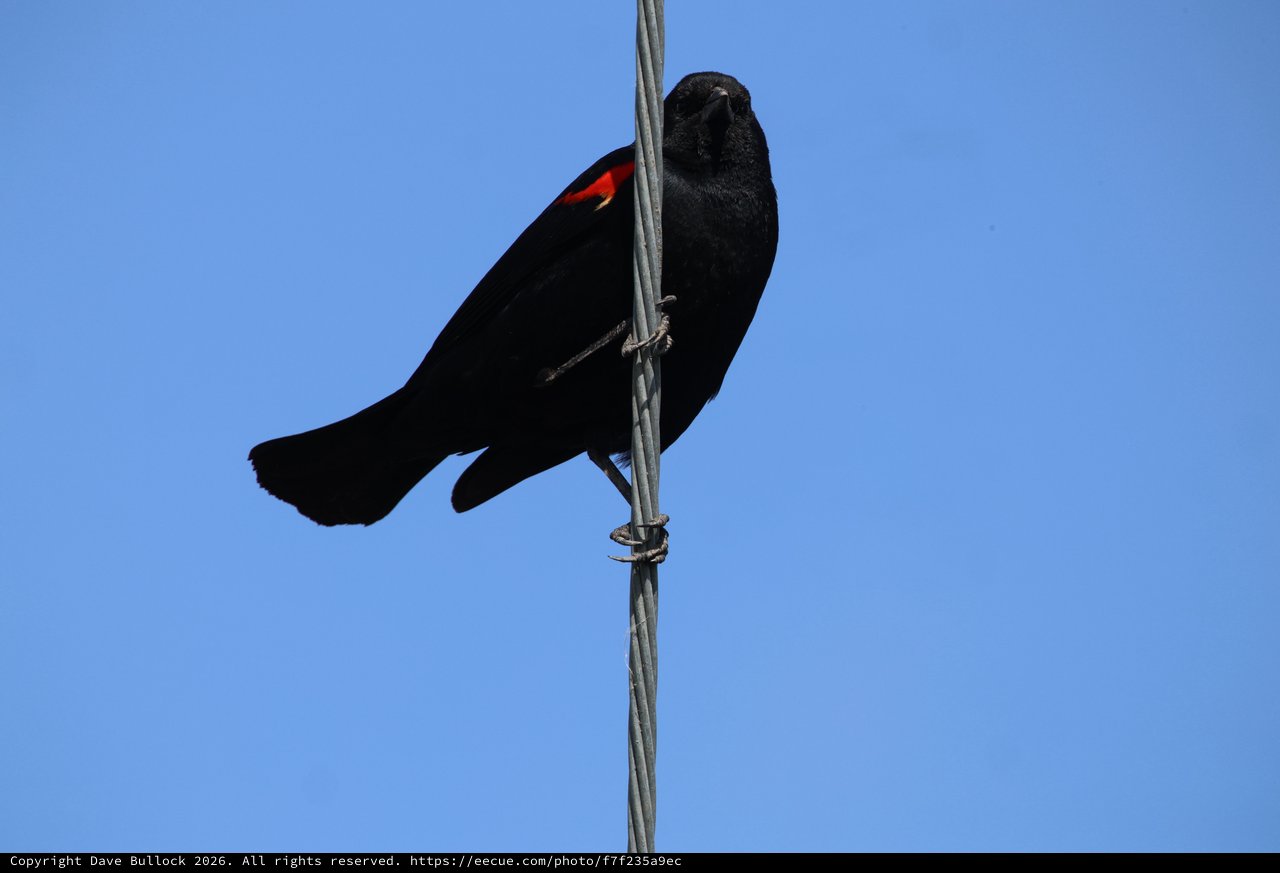 Red-Winged Blackbird Perched on Wire Against Clear Sky