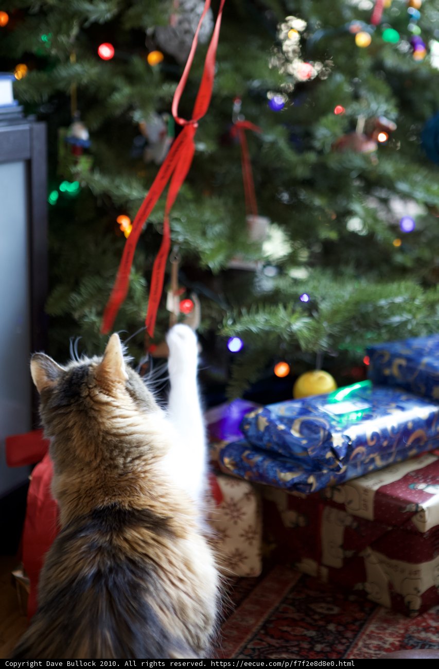 Feline Festivities