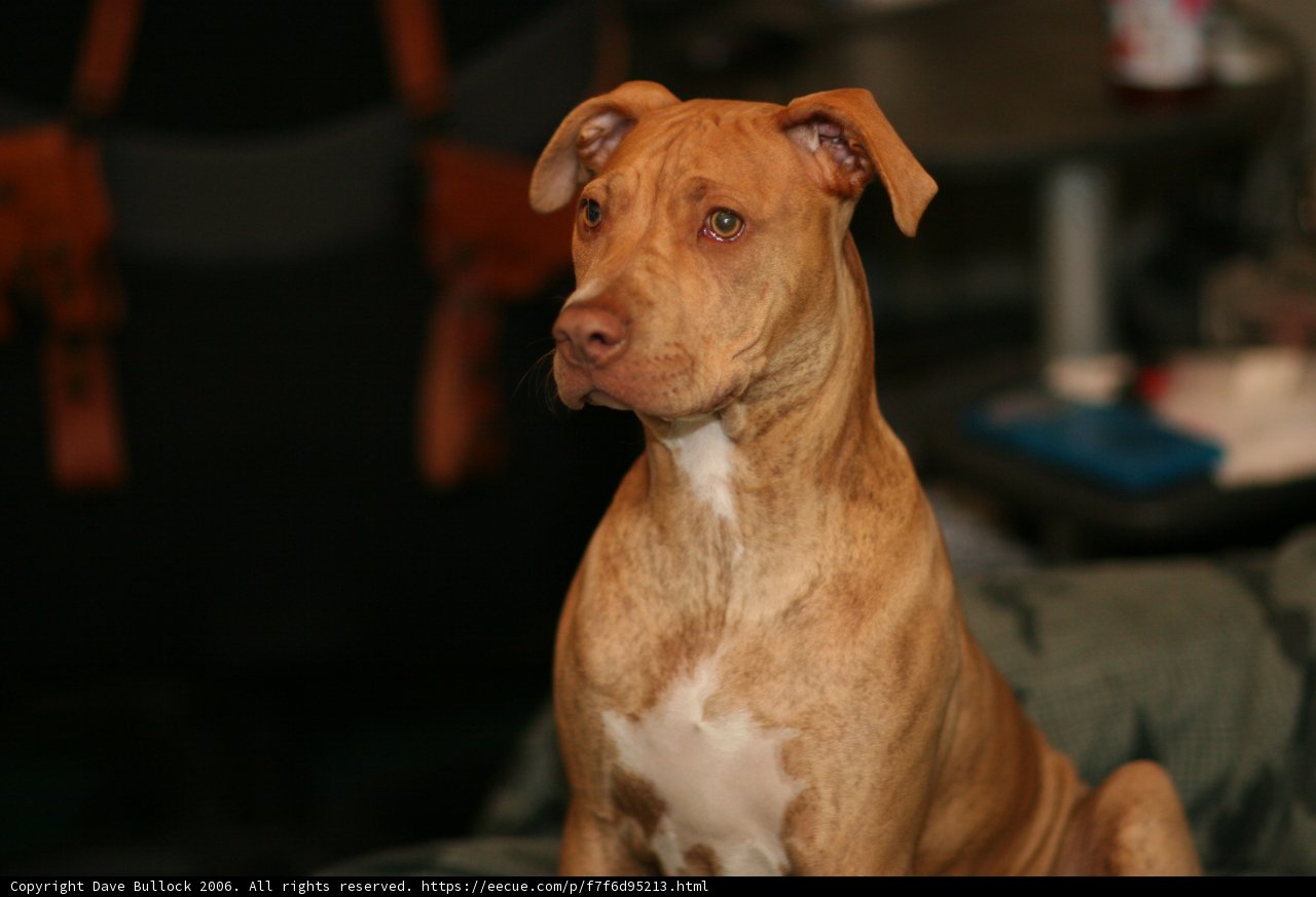 The Relaxed Pitbull on the Sofa