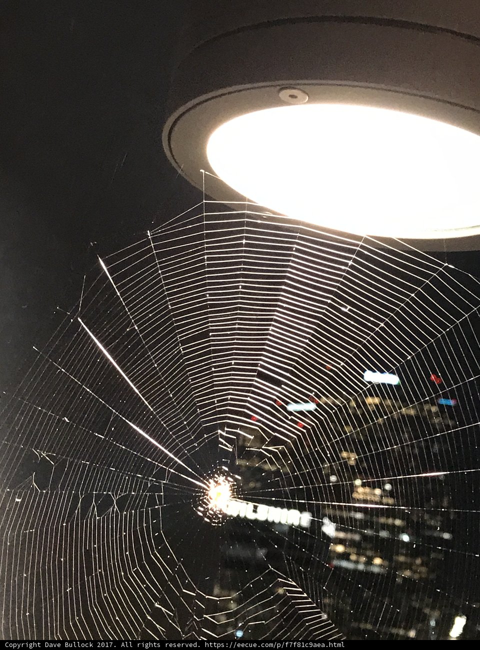 Illuminated Spider Web