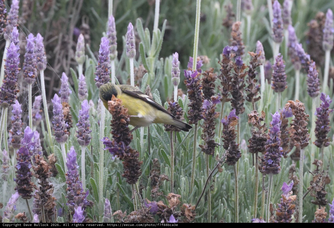 Yellow Bird Perched Among Purple Lavender Blooms