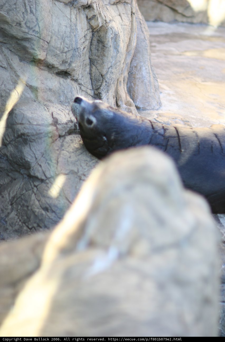 Lazy Seal Enjoying the Sun