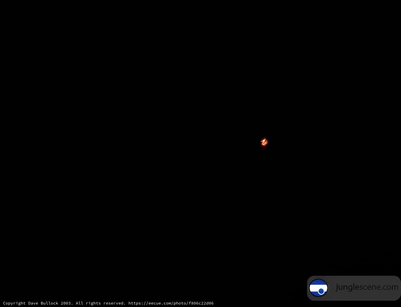 Red Dot on a Black Screen