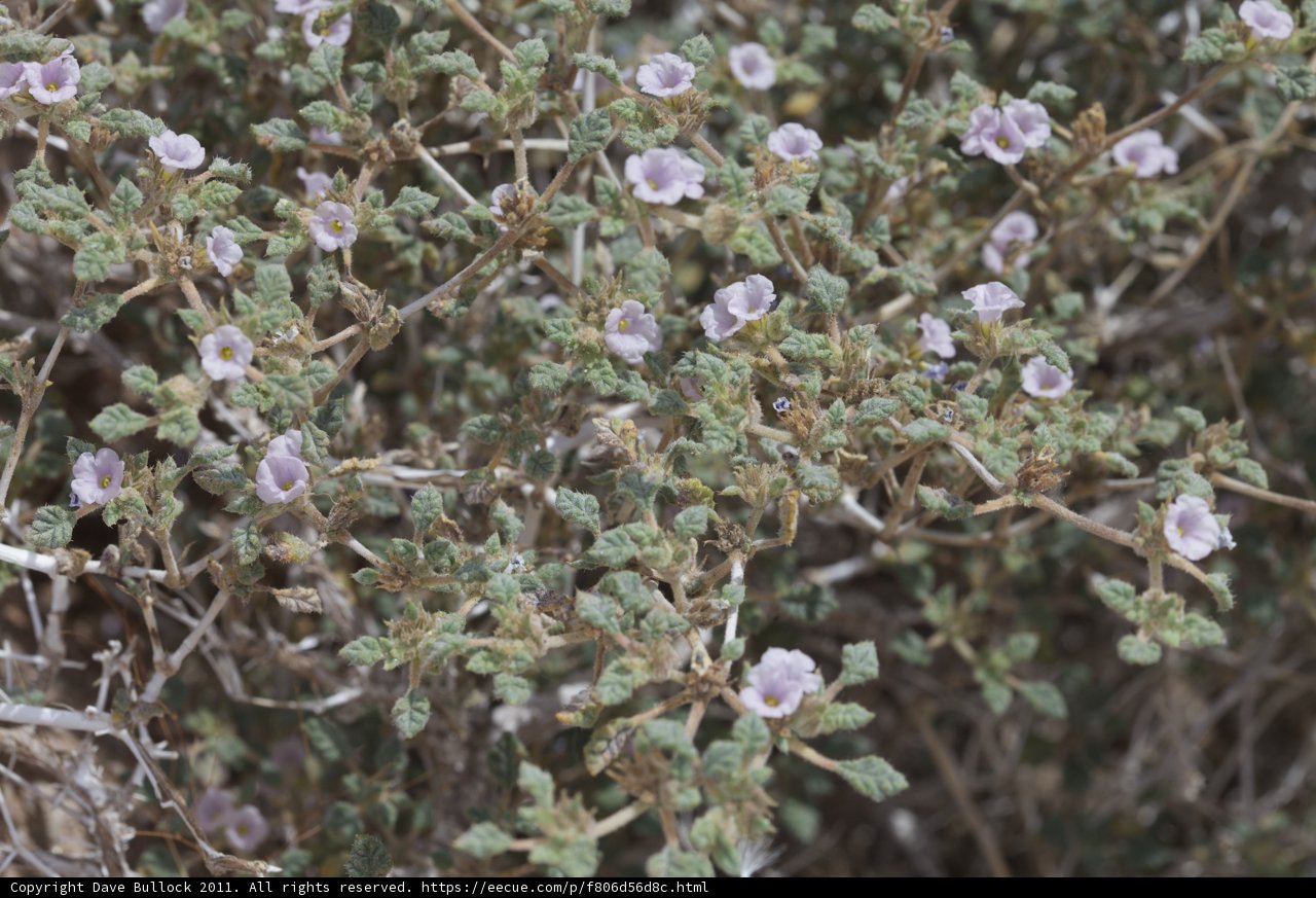 Geranium Bush in Bloom