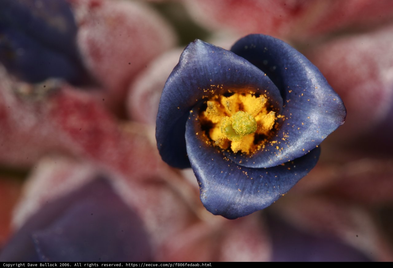 Blue Beauty