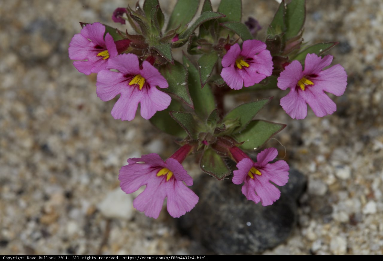 Blooming Beauties