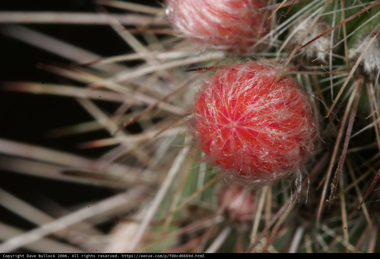 Prickly Red Berries