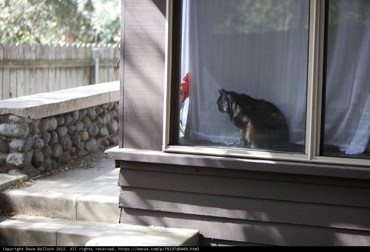 Curious Canine in the Window