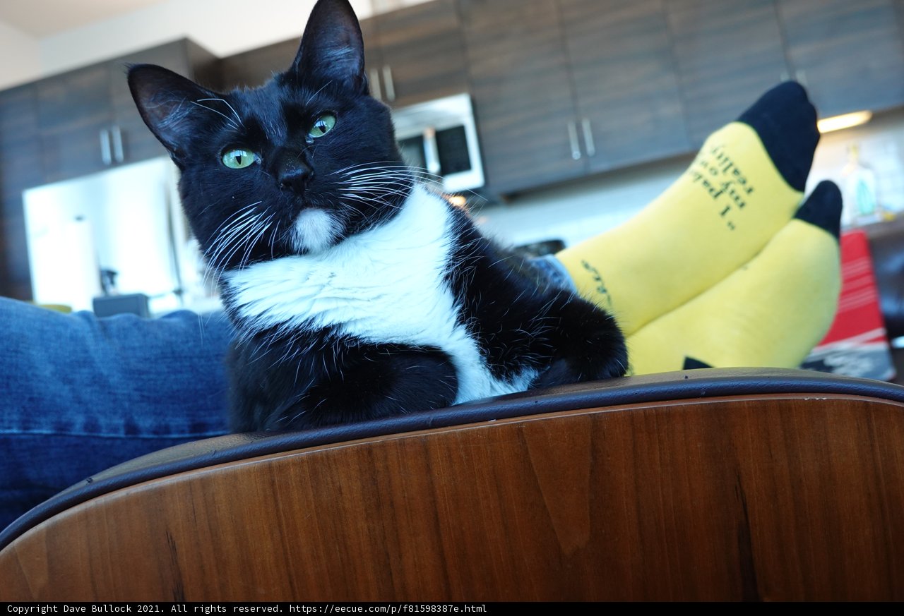 The Chair Cat