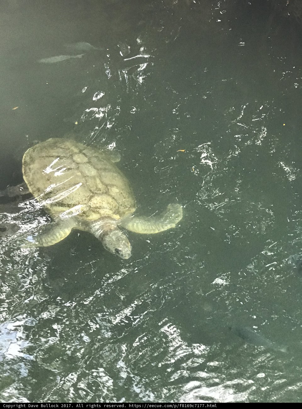 Sea Turtle in Cancún