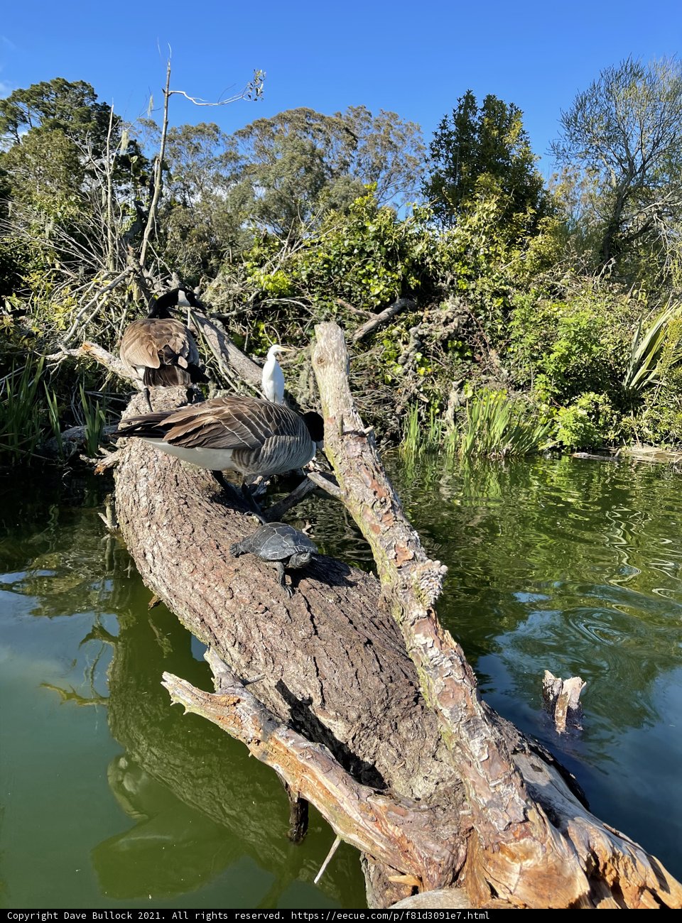 Driftwood in Stow Lake