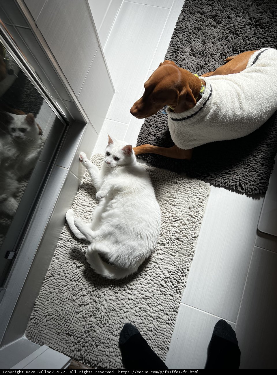 Furry Friends at Home