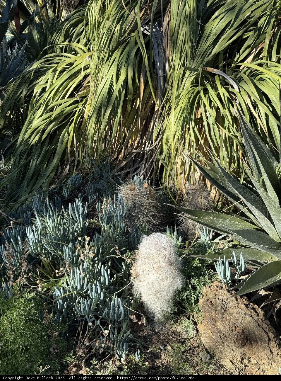 Verdant Tapestry at Ruth Bancroft Garden