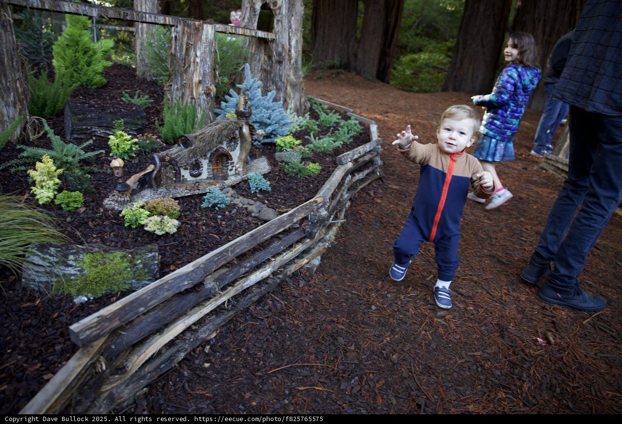 Woodland Wanderers