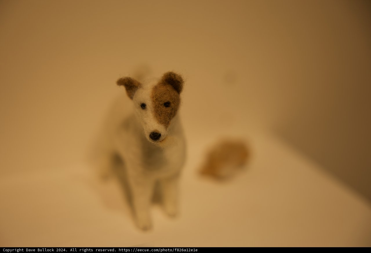 Artistic Close-up: The Tabletop Terrier