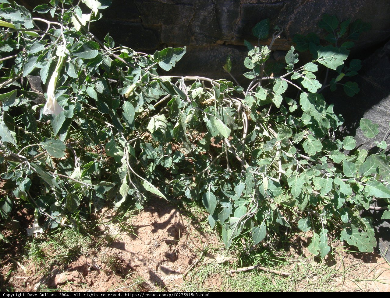 Abundant Foliage at the Outdoor Garden
