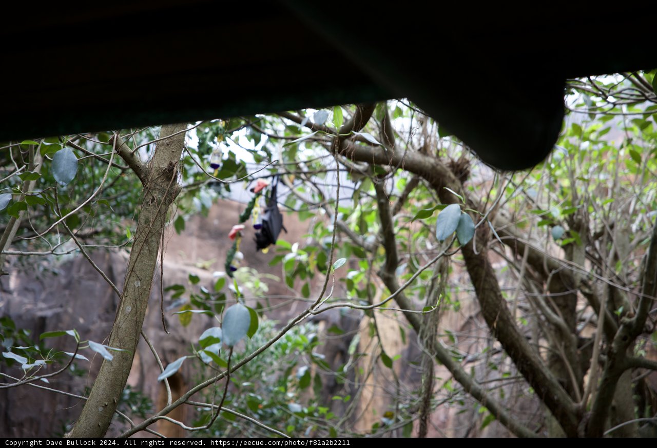 Feathered Friend at Disney's Animal Kingdom
