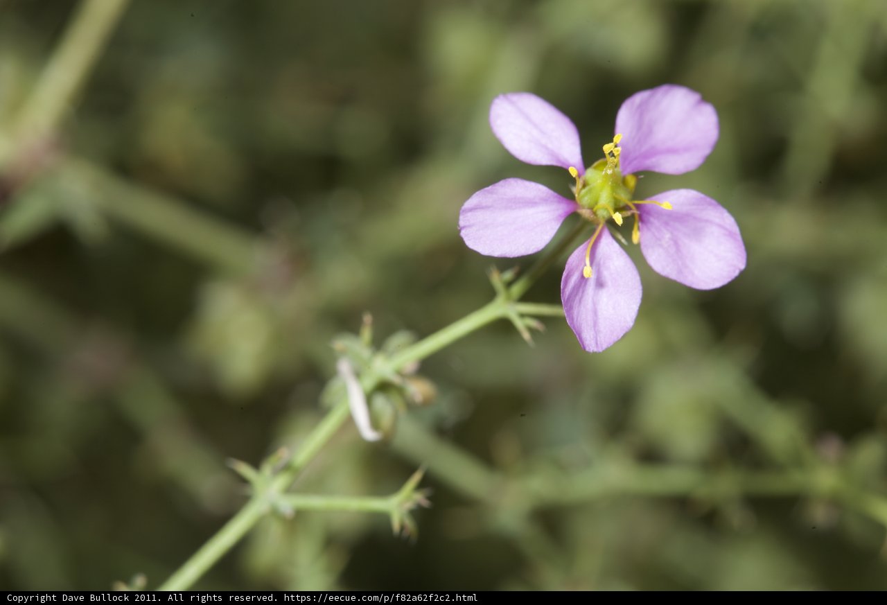 Purple Geranium Blossom