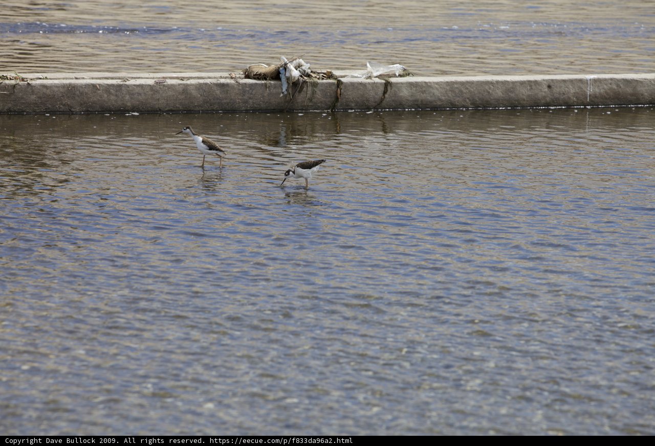 Waterfront Flock
