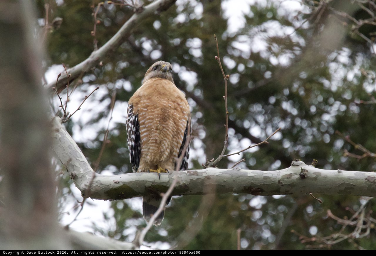Red-Shouldered Hawk Perched on Winter Branch