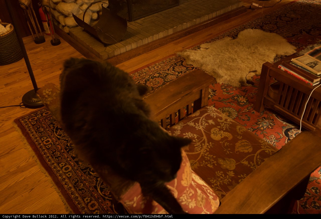 Chic Cat on a Wooden Chair