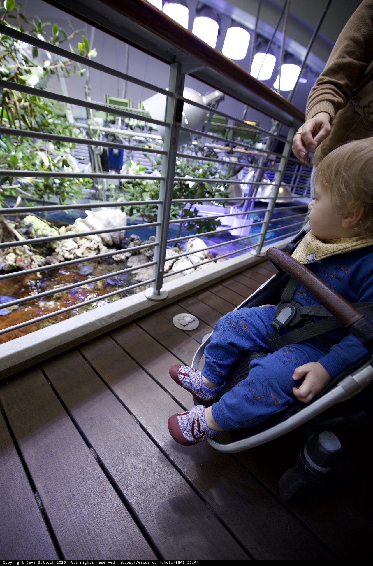 Toddler Observing Aquarium Exhibit in Stroller