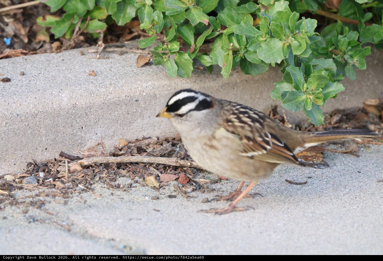 White-crowned Sparrow Foraging Among Coastal Vegetation