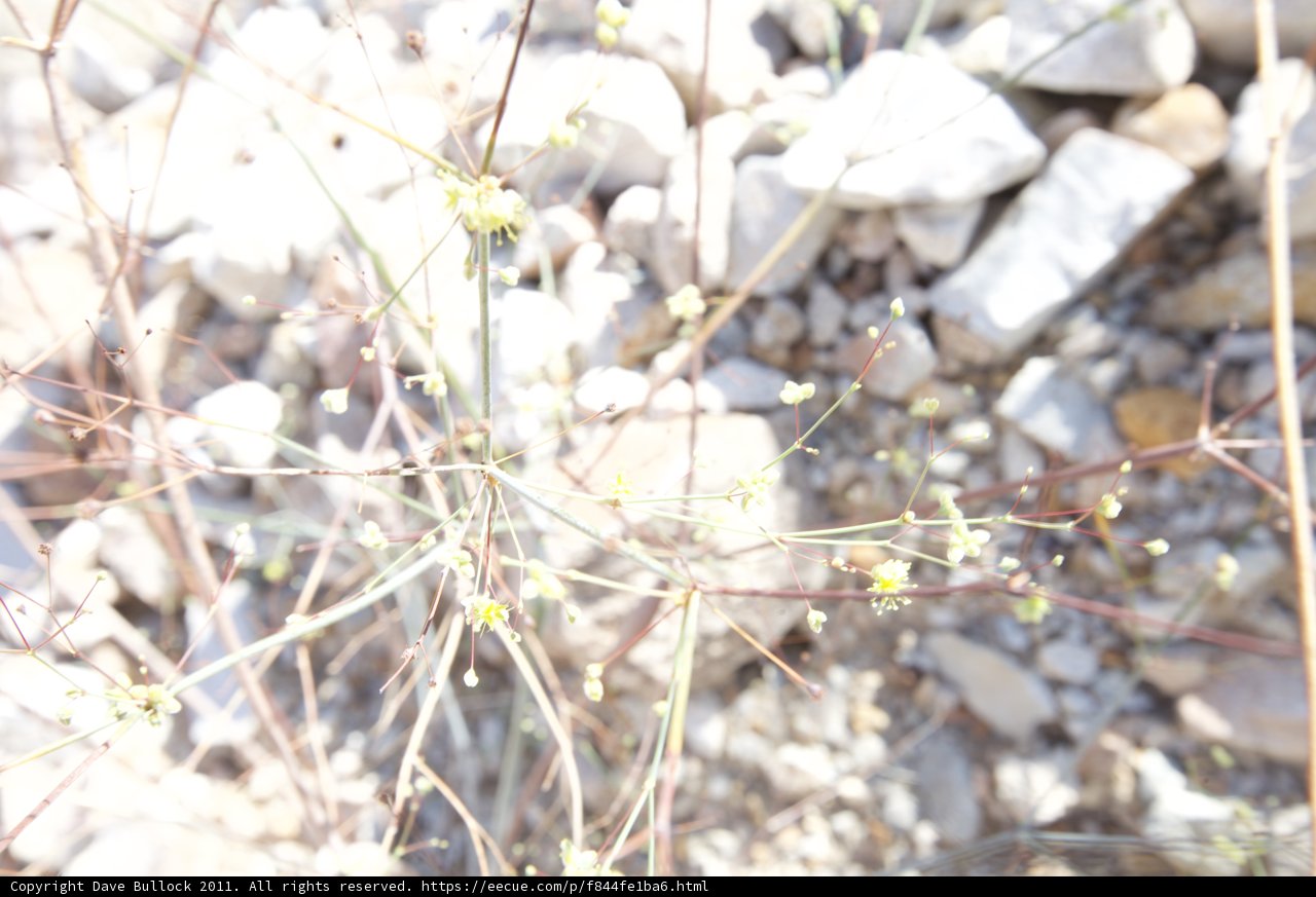 Sunny Blossom Among Rubble