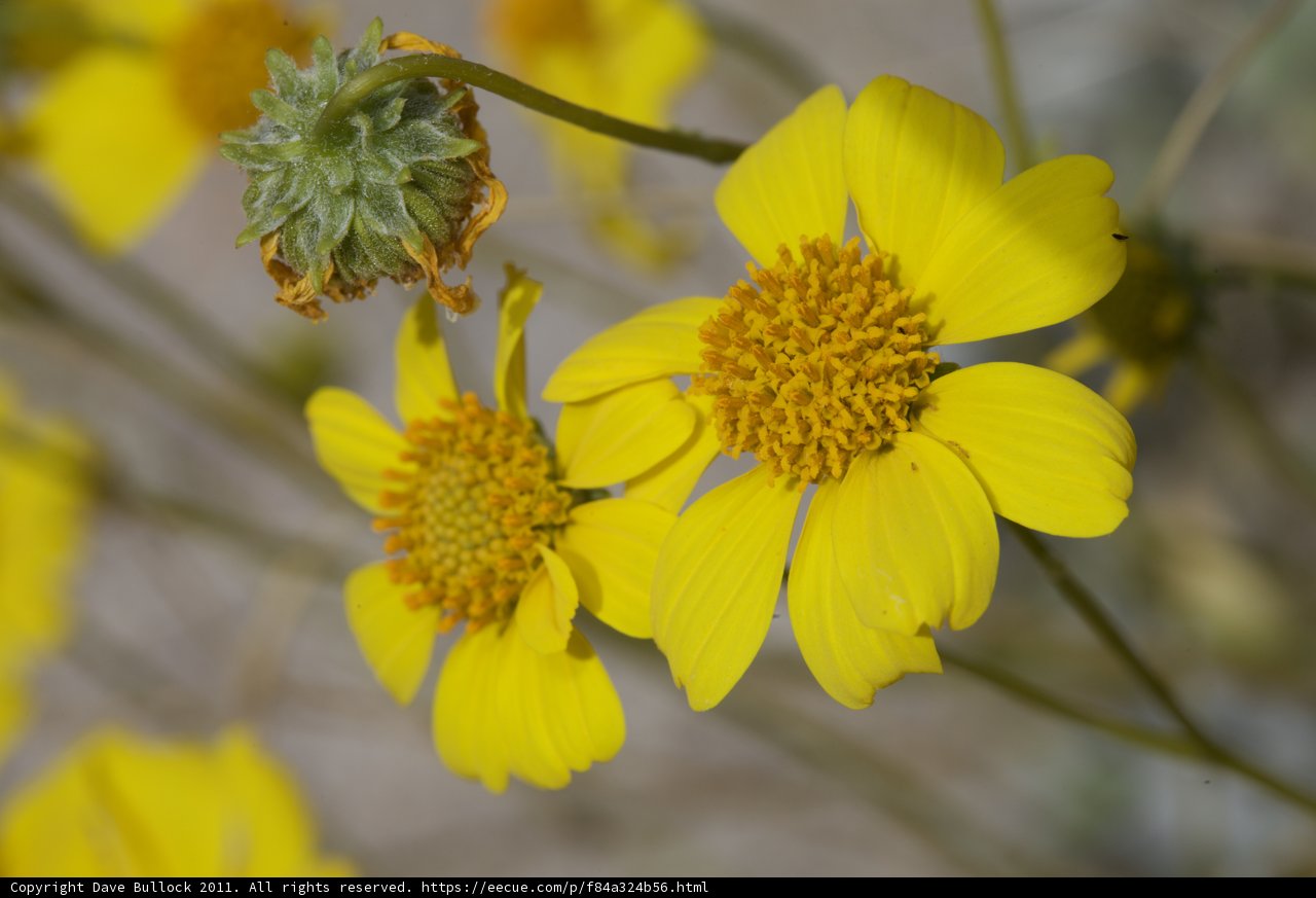 Blooms of Yellow and Green